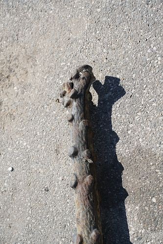 Antique Tree-Form Mule Post - 2