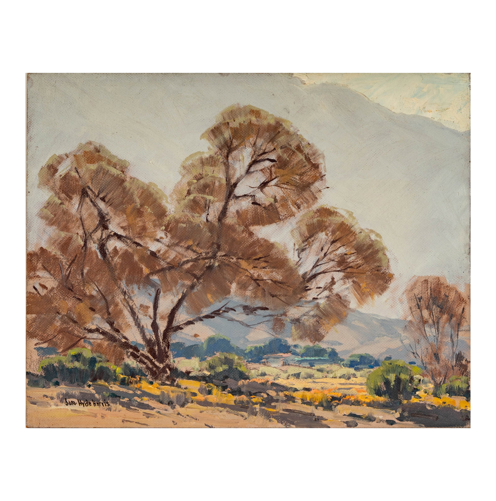 Samuel Hyde Harris (1889-1977): Smoke Tree: oil on artist board, signed lower left, 16 x 20 in. Estate stamp, estate stamp signed by Maurine St. Gaudens