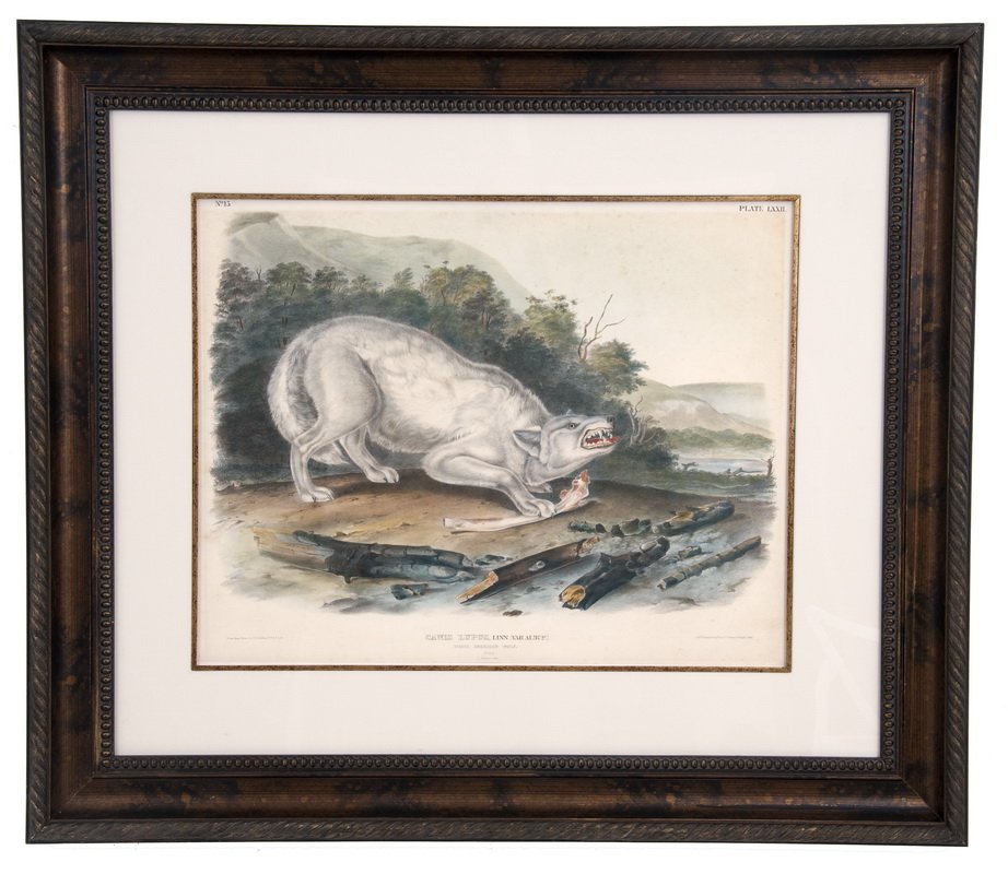 AFTER JOHN JAMES AUDUBON: "CANIS LUPUS": circa 1845 from the Bowen edition of "The Viviparous Quadrupeds of North America" [Plate LXXII] handcolored lithograph on wove paper 19 3/4 x 25 5/8 inches
