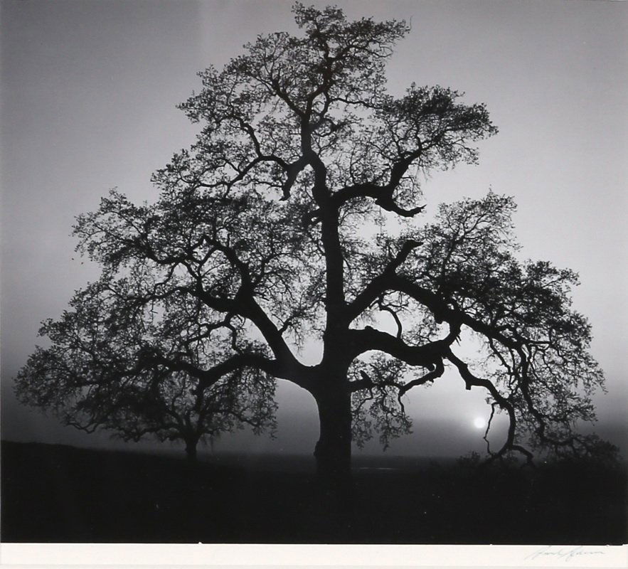 ANSEL ADAMS: "OAK TREE, SUNSET" (1 of 9)