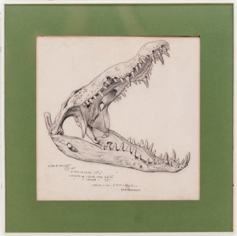 CHARLES ROBERT KNIGHT: "AMERICAN CROCODILE" (1 of 7)