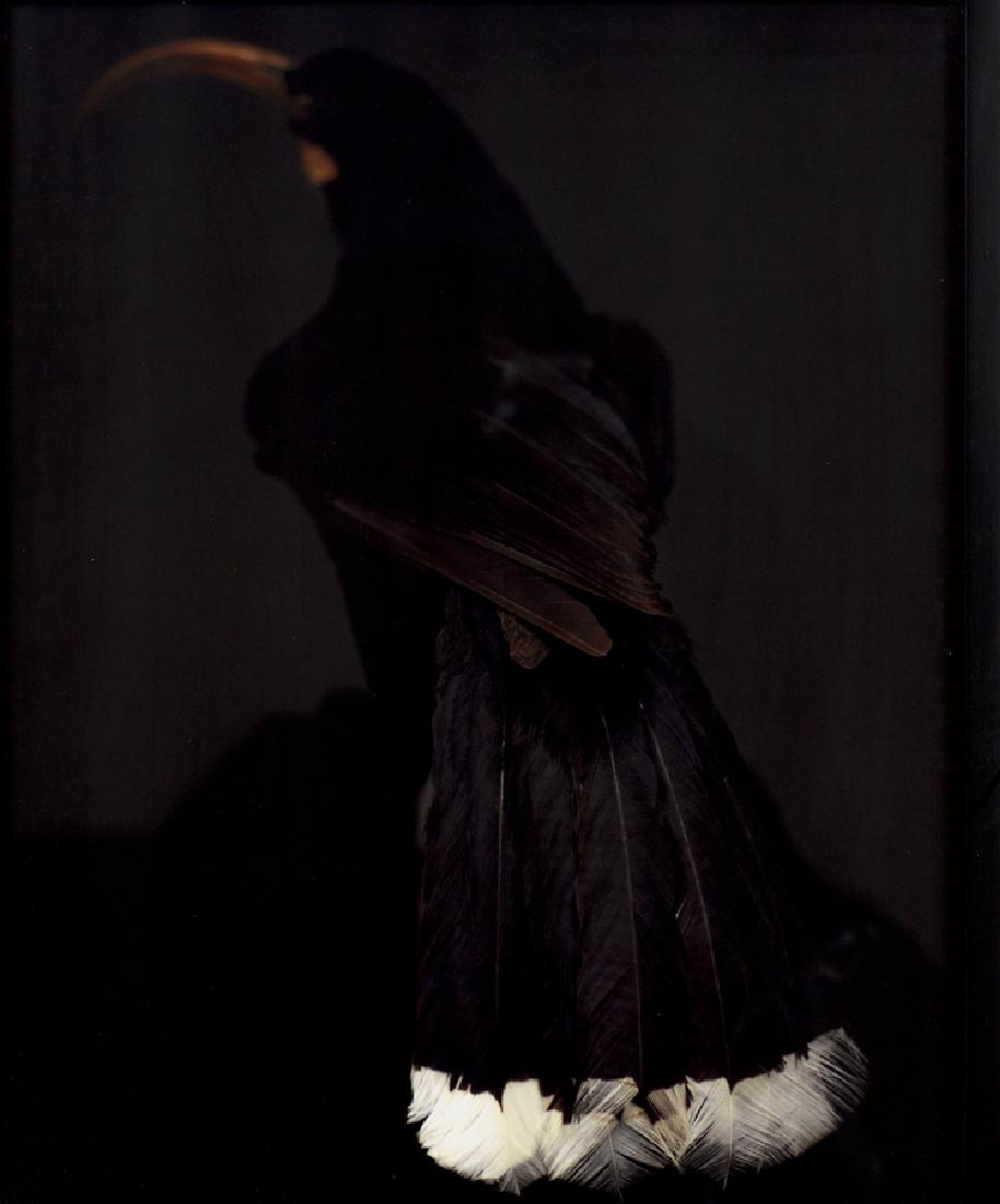 Fiona Pardington: Female Huia type C print on crystal-flex paper, 9/10 title inscribed and signed and inscribed Auckland Museum verso 610 x 495mm Provenance: from the Paint + Paper Collection. Purchased from Two Rooms,