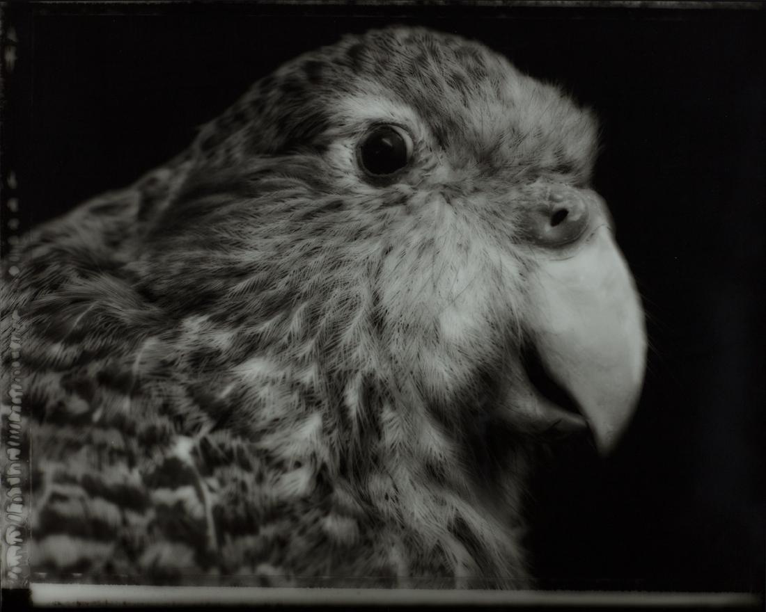 Fiona Pardington: Ka Koriki Te Manu: The Chorus of Birds gold and selenium toned gelatin silver hand-print, edition of 5 title inscribed, signed and dated '08 verso 480 x 605mm Provenance: from the Paint + Paper Collec