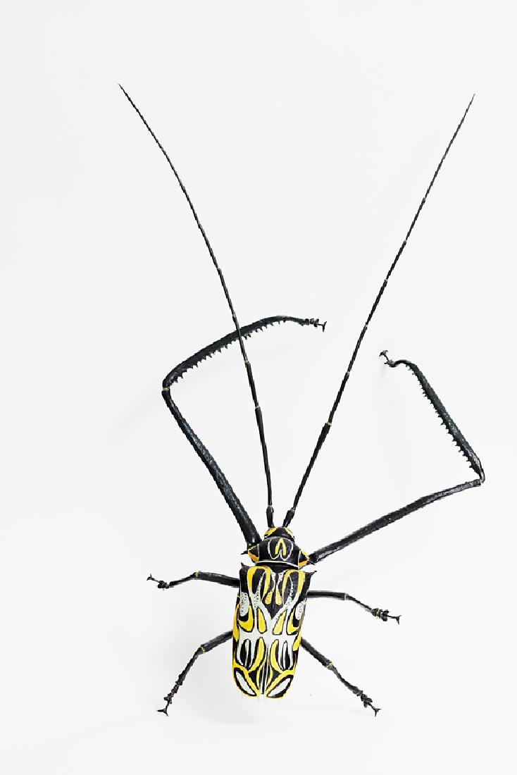 Elizabeth Thomson: Fiddler Beetle bronze and paint signed and dated 1990 - 2001 to underside 150 x 960 x 470mm Provenance: Private collection, Nelson.