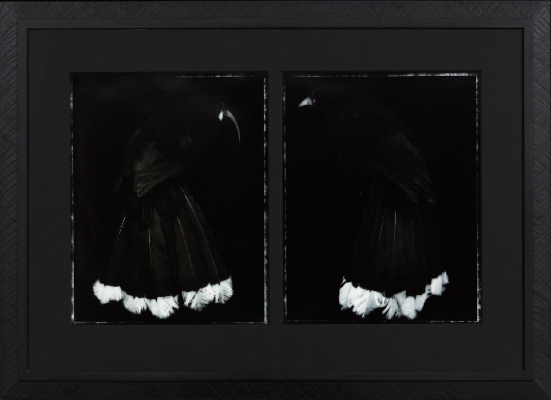 Fiona Pardington: Huia Lovers silver bromide hand-prints, diptych title inscribed, signed and dated 2004 and inscribed Huia female, heterolocha acuitirostris, North Island, AV 5740; Huia male, heterolocha acuitirostris