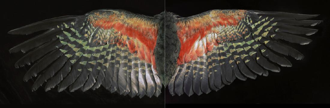 Fiona Pardington: Davis Kea Wings archival inkjet print on Hahnemuhle paper, diptych, 2015 (edition of 10) 725 x 2200mm: overall