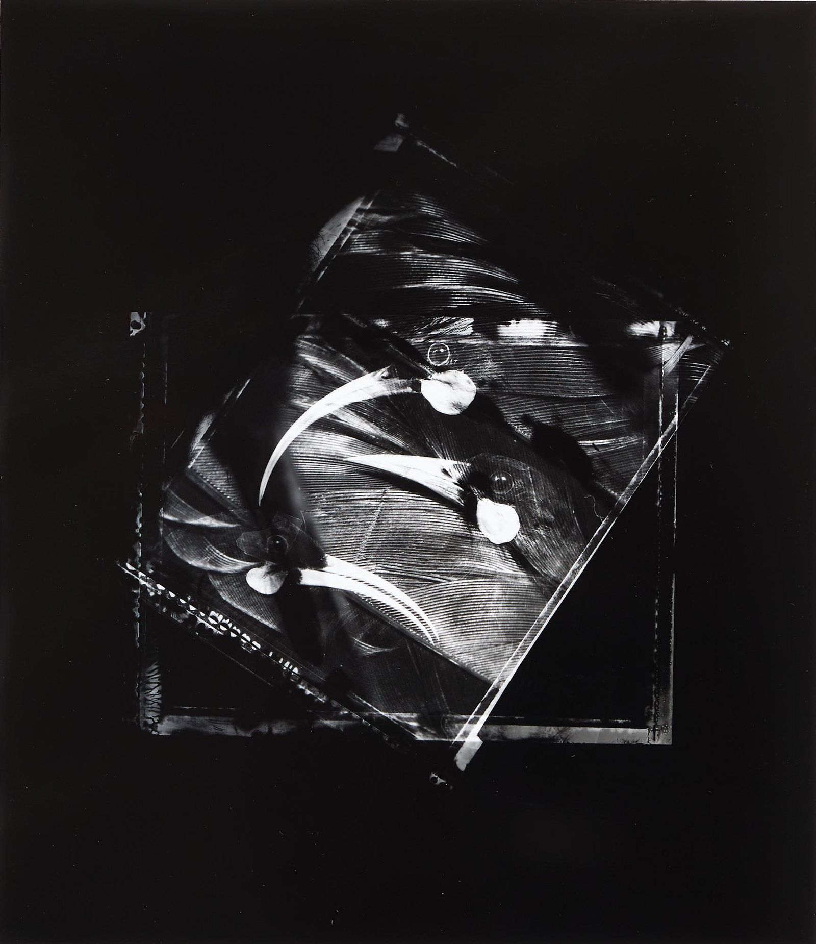 Fiona Pardington: Fiona Pardington Study for Huia Love Triangle gelatin silver print, 1/5 title inscribed, signed and dated 2004-2008 verso 225 x 195mm Provenance: Private collection, Auckland. Purchased from Two Rooms