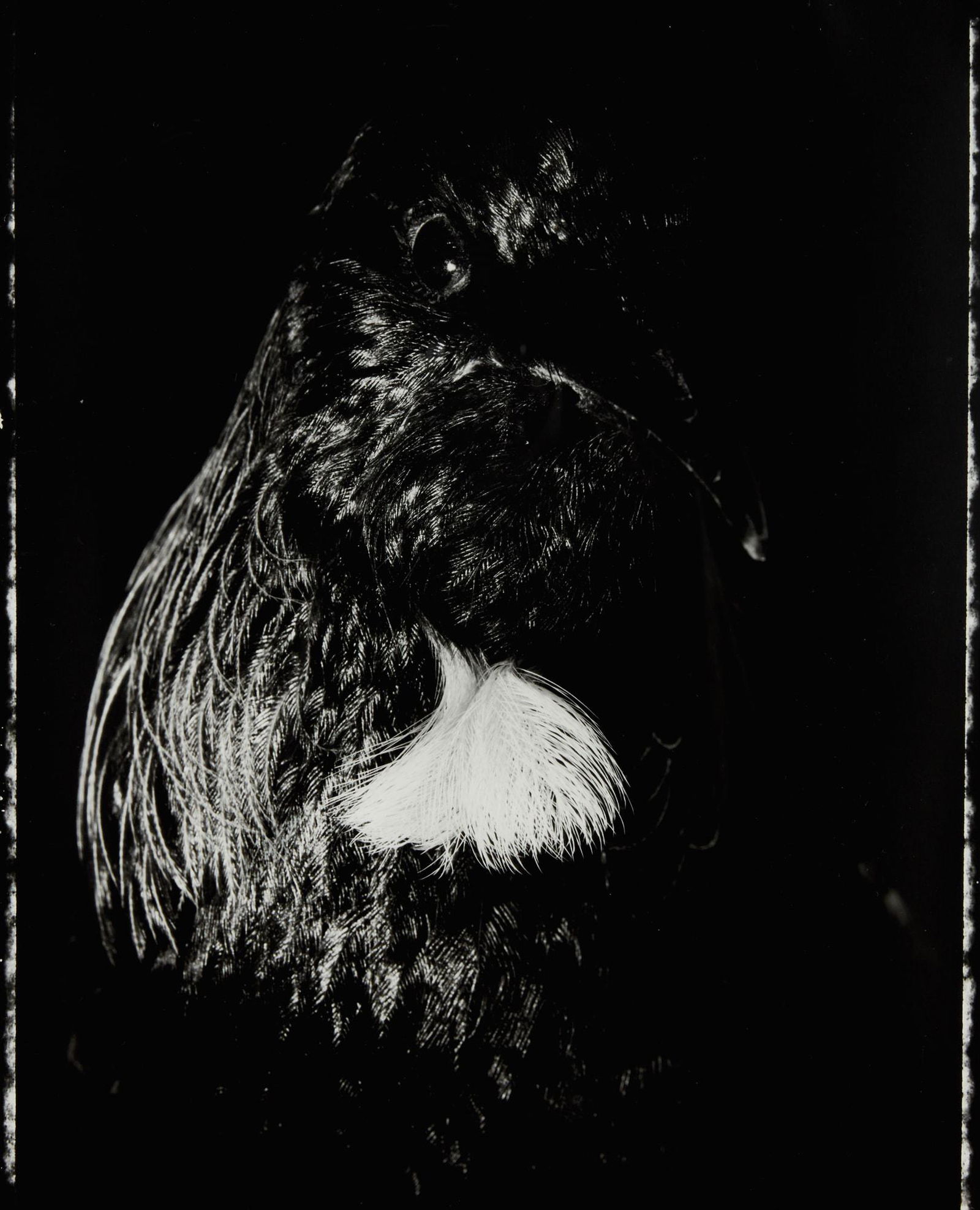 Fiona Pardington: Fiona Pardington 'Manu Tipua' Tui silver-toned bromide fibrebased print, 2/5 (2006) title inscribed and signed and inscribed 'Otago Museum' verso 570 x 440mm Provenance Off The Hook Collection