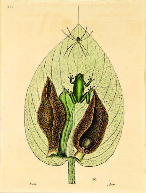 Mark Catesby (British, 1682 – 1749): Skunk Cabbage and Tree Frog handcoloured etching, plate 71 from The Natural History of America, Pub. London 1731 – 1743 360 x 270mm