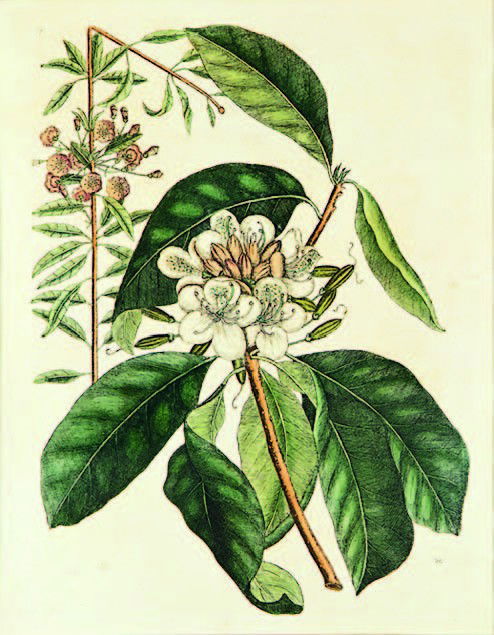 Mark Catesby (British, 1682 – 1749): Rhododendron with Mountain Laurel handcoloured etching, plate 17 from The Natural History of America, Pub. London 1731 – 1743 360 x 270mm