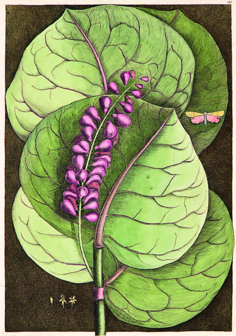 Mark Catesby (British, 1682 – 1749): & George Dionysius Ehret (Belgium, 1708 – 1770) collaborative, Mangrove Grape Tree handcoloured etching, plate 96 from The Natural History of America, pub. London 1731 – 1743 410 x 290mm