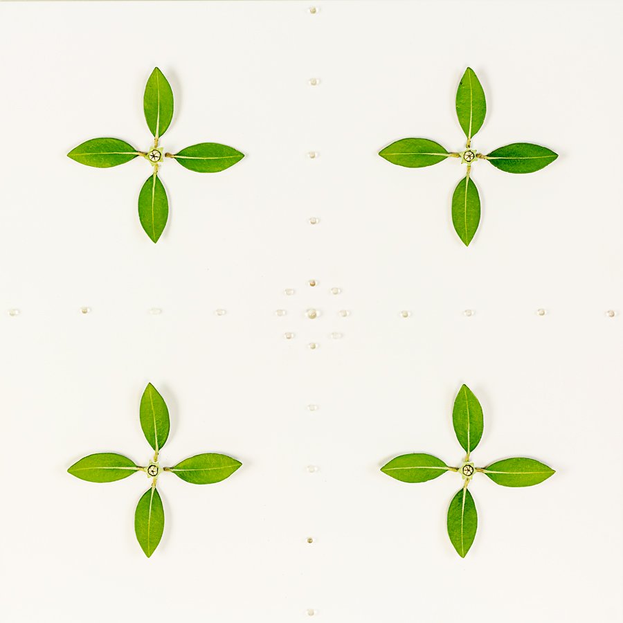 Elizabeth Thomson: Medici patinated bronze, oil paint and acrylic on board title inscribed, signed and dated 2004 verso 450 x 450mm Provenance: The Stellar Group Collection.