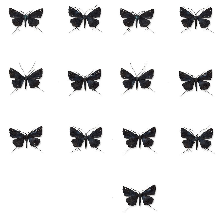 Elizabeth Thomson: Black and Whites XIII patina, casein and oil-based pigment on thirteen bronze moths signed with and dated 2005 and individually inscribed Nos. 1 - 13 verso 160 x 200 x 45mm: each, installation size v