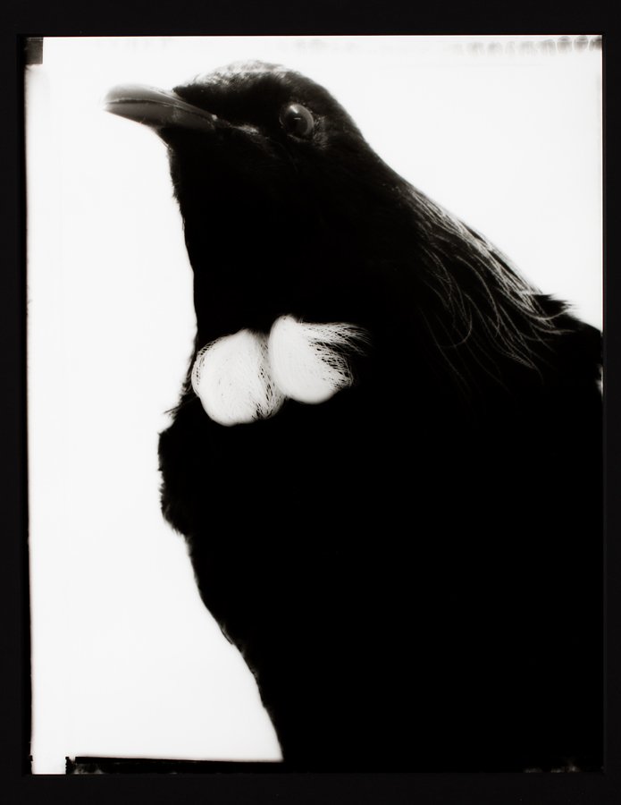 Fiona Pardington: Paul's Tui, Whanganui Museum archival gelatin silver hand-print, 5/8 title inscribed, signed and dated 2008 verso 580 x 456mm