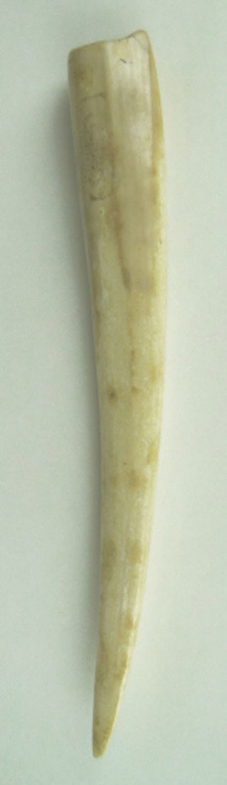 VINTAGE WALRUS IVORY TUSK: VINTAGE WALRUS IVORY TUSK Vintage Walrus Tusk Approximately 12 inches Long in Excellent Condition, SHIPPING U.S. ONLY $30 PLUS INS