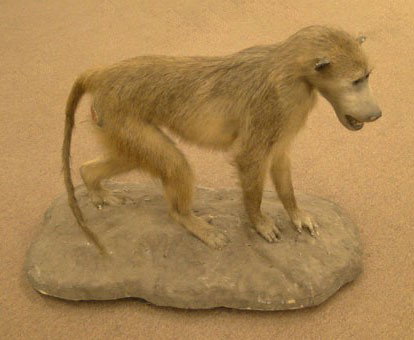 LARGE TAXIDERMY BABOON MONKEY : LARGE TAXIDERMY BABOON MONKEY Full Mount Measures Approximately from tail to snout 34 Inches Feet Long Stands 24 Inches Tall Mounted on a Faux Rock Base Very Good Condition to Excellent Condition Hair