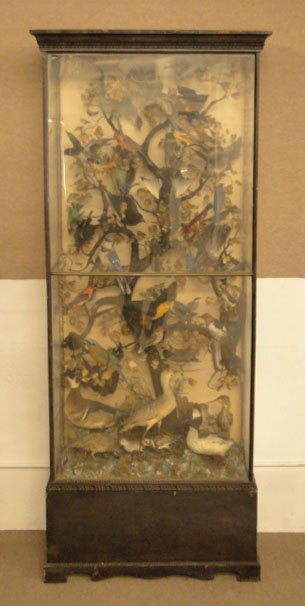 VICTORIAN TAXIDERMY BIRD VITRINE: VICTORIAN TAXIDERMY BIRD VITRINE Turn of the Century Vitrine Showcase with Approximately 25 Taxidermy Birds Arranged in a Tree Limb Style. Vitrine Measures Approximately 82 Inches Tall 34 Inches Wide 