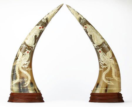 PAIR OF CHINESE LARGE CARVED WATER BUFFOLO HORNS: PAIR OF CHINESE LARGE CARVED WATER BUFFALO HORNS Depicting Dragon, Bird of Paradise, and Phoenix. With Glass Eyes. Please Note: One Eye on Dragon Missing. Each Measures Approximately 14" Tall. WE WILL