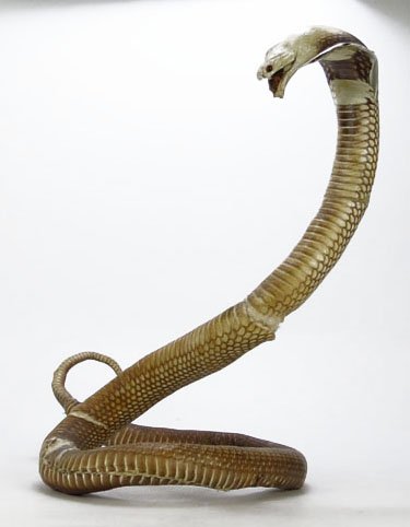 VINTAGE COBRA TAXIDERMY: VINTAGE COBRA TAXIDERMY Cobra Measures Approximately 40" Long. Please Note: A Few Rips to Skin Otherwise Good Condition. WE WILL NOT SHIP THIS ITEM BUT CAN RECOMMEND A SHIPPER FOR YOU