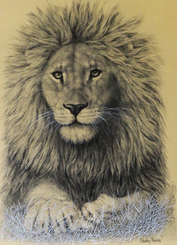 J. Sharkey Thomas Canadian-American (born1930- ) Ink: J. Sharkey Thomas Canadian-American (born1930- ) Ink and Gouache "King of the Jungle" Signed Lower Right. Good Condition. Frame Measures 31-1/2 Inches by 25 Inches. Heavy. Shipping $175.00