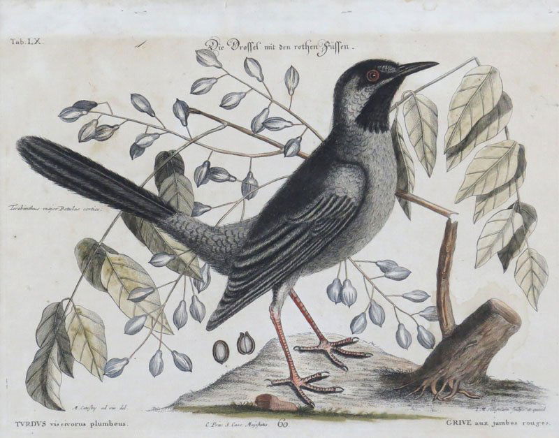 Mark Catesby British (1679-1749) Hand Colored Copper: Mark Catesby British (1679-1749) Hand Colored Copper Engraving "Turdus vis civorus plumbeus - Grive aux jambes Rouges". Signed within Plate. Creasing, Minor Tears, Stain and Holes, Please Examine Care