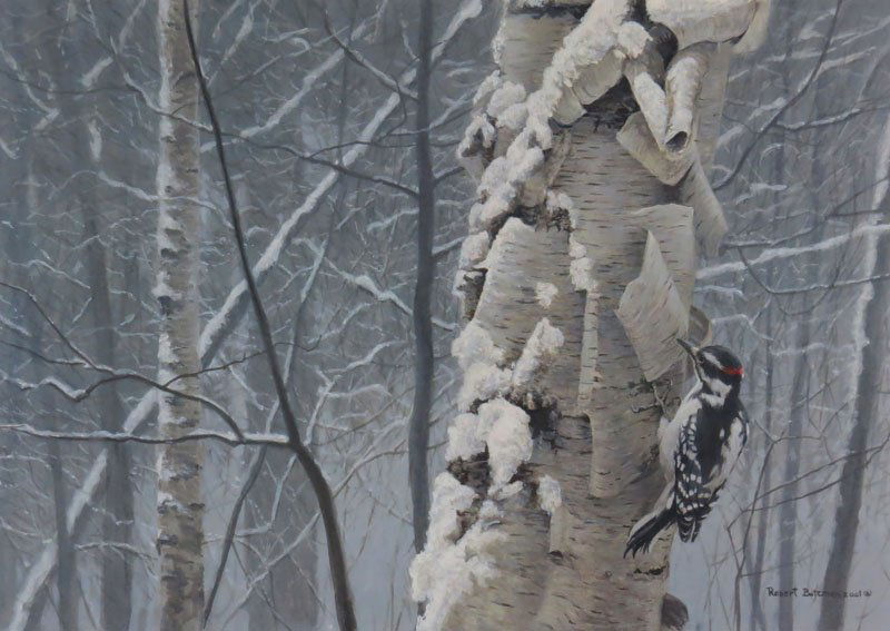 Robert McLellan Bateman Canadian (born1930- ) Limited: Robert McLellan Bateman Canadian (born1930- ) Limited Edition Print "Hairy Woodpecker on Birch" Pencil Signed Lower Right and Limited Edition 2424/5400 Lower Left. Cert and Extensive Information en Ve