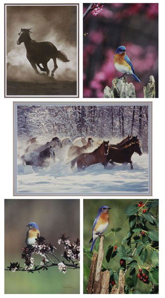 Lot of Three (3) Framed Signed Bird Photographs along w (1 of 1)