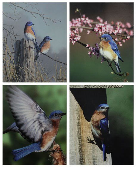 Two (2) Framed Bird Photographs along with One (1) Fram: Two (2) Framed Bird Photographs along with One (1) Framed Signed James Hautman Limited Edition 55/1500 Bird Print and One (1) James Day Signed Framed Bird Print. Good Condition. Largest Frame Measures