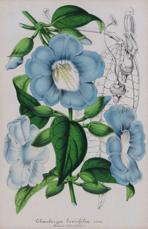 L. Stroebant 19th Century Hand Colored Botanical Lithog (1 of 1)