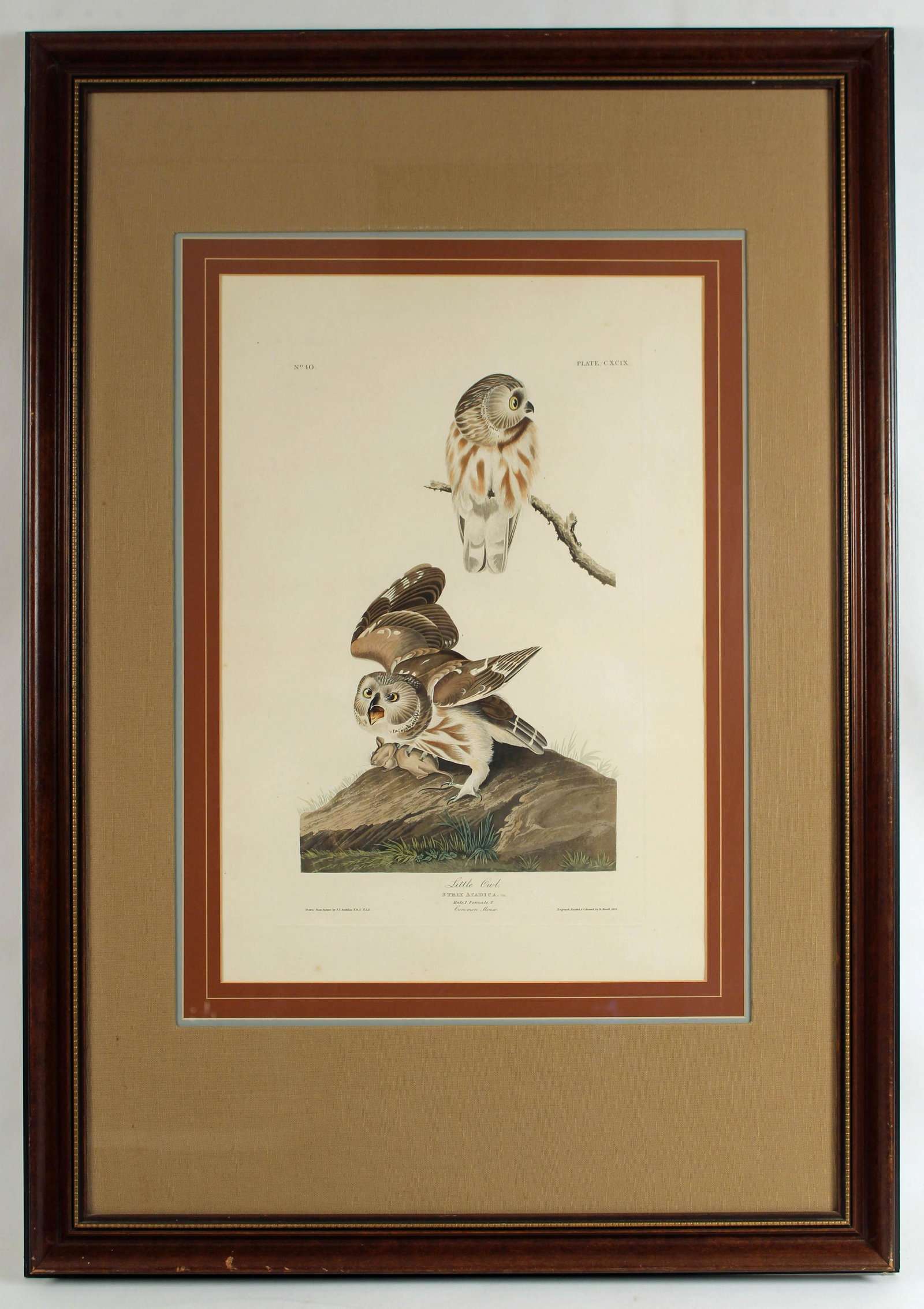 John Audubon (1785-1851) "Little Owl" Engraving: John James Audubon (1785-1851) "Little Owl" Plate #199 Engraving. The engraving is (handcolored), etching and aquatint with J. Whatman, Turkey Mill 1834 watermark. Marked Drawn from nature by J.J. Aud