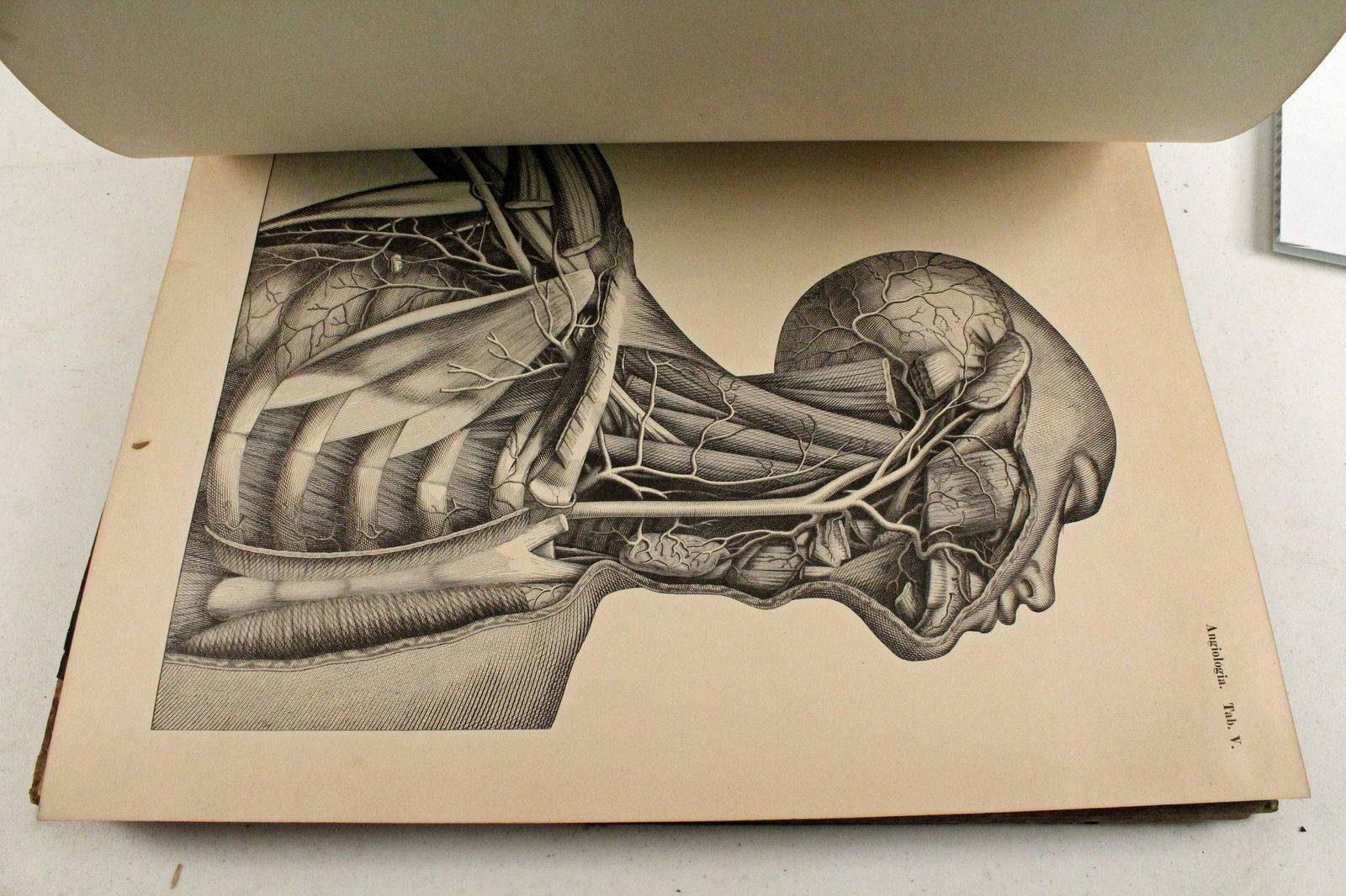 Atlas of Human Anatomy, J.A. Jeancon, 1879 (1 of 13)