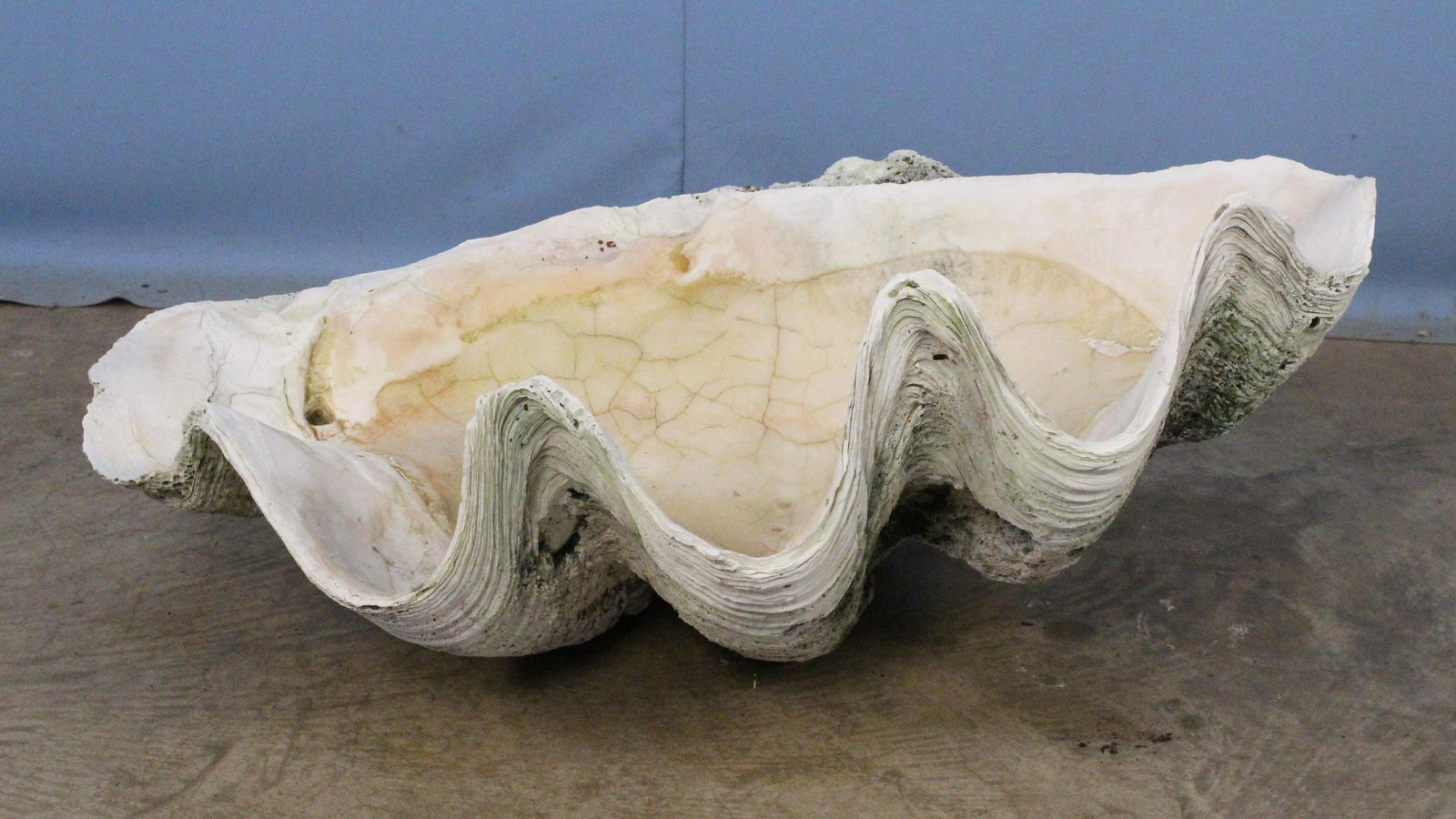Giant Clam Shell (Tridacna Gigas), 132.5lbs. (1 of 6)