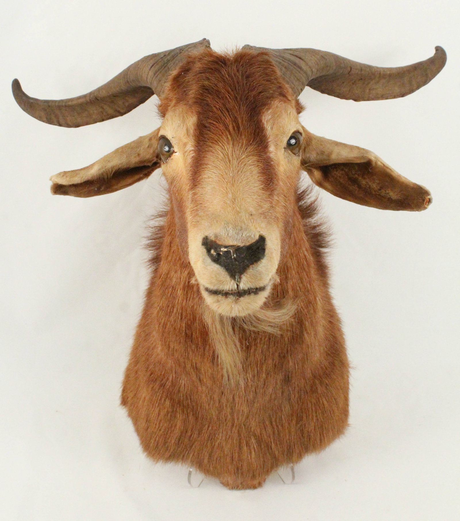 Catalina Goat Shoulder Mount Taxidermy (1 of 3)