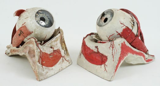 Maison Auzoux Human Eye Anatomical Model, 19th C.