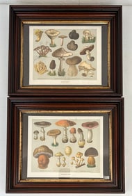 C. 1905 Edible & Poisonous Fungi Chromolithographs