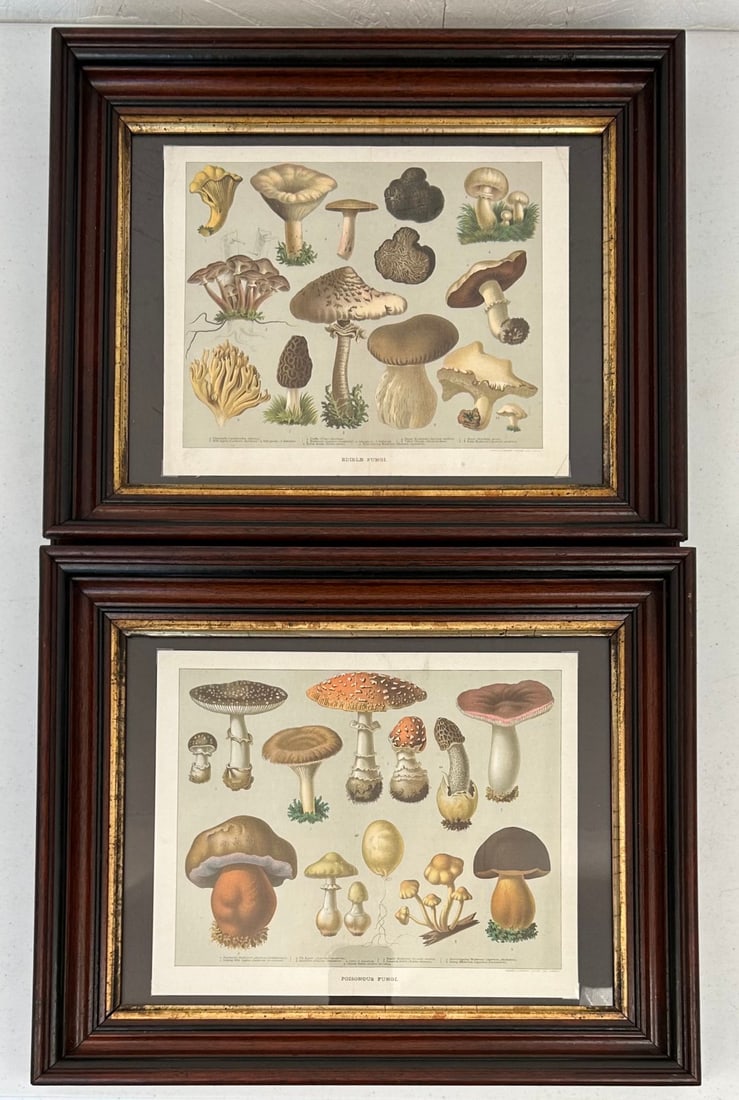 C. 1905 Edible & Poisonous Fungi Chromolithographs (1 of 11)