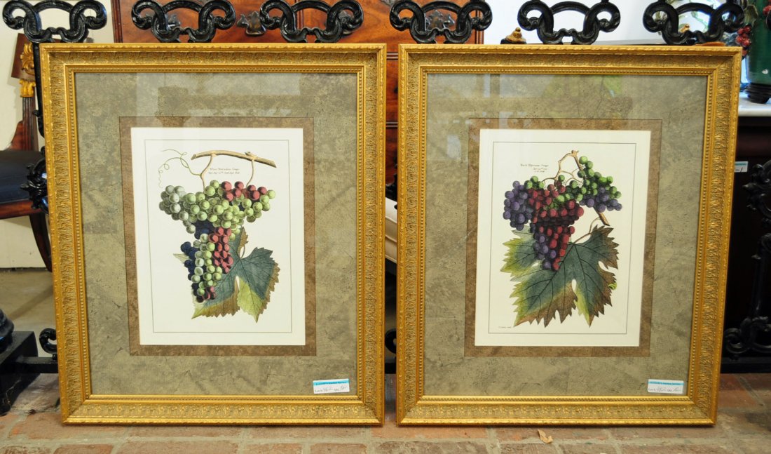 Pair of Framed Muscadine and Grape Prints: Pair of Muscadine and Grape Prints in Antique Style Gold Frames. 23.5" X 27.5"