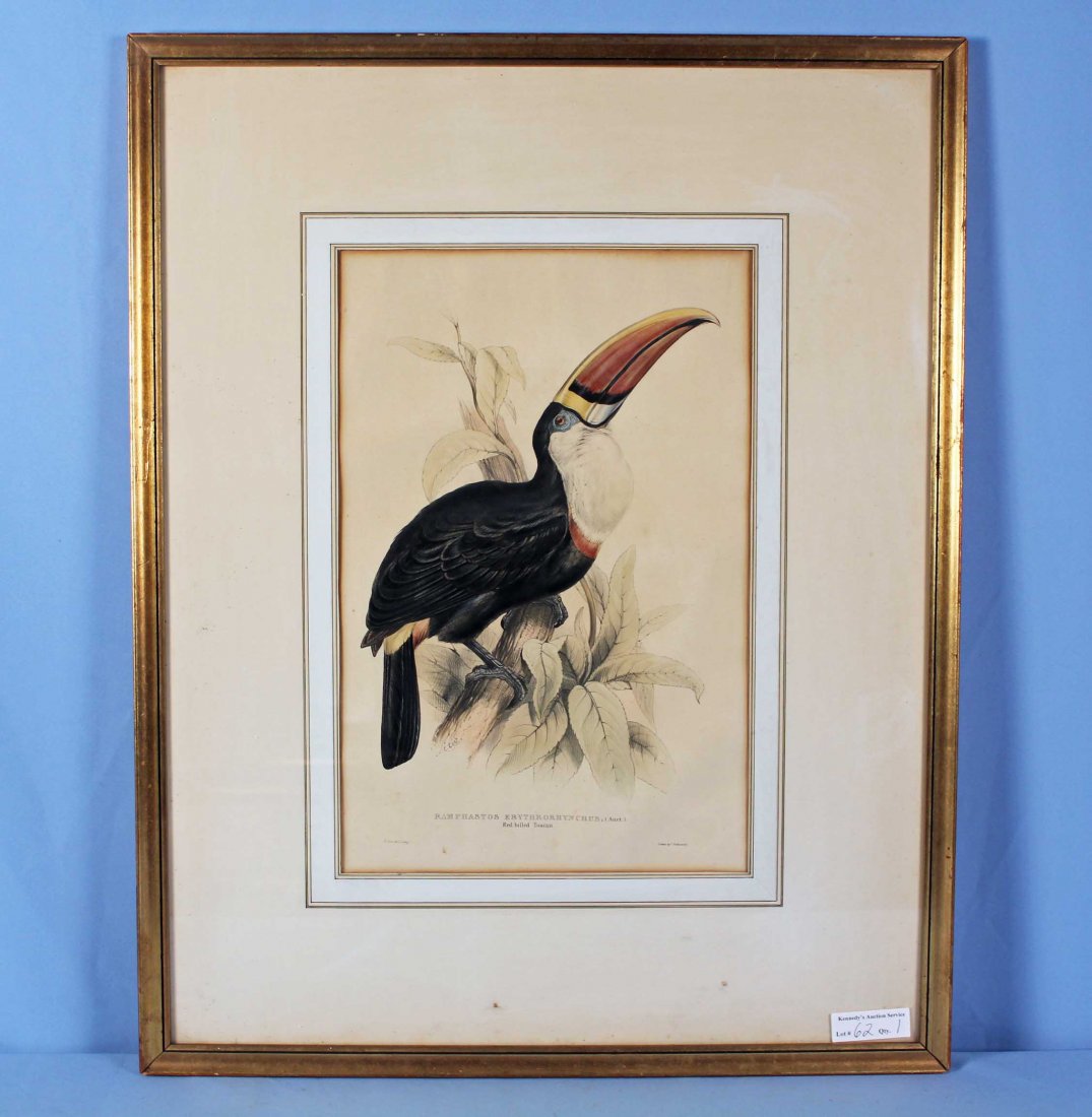 Edward Lear (1812-1888) Toucan Litho. by J. Gould (1 of 7)