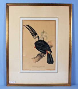 J & E Gould "Cuvier's Toucan" Lithograph: Mid 19th Century John & Elizabeth Gould "Cuvier's Toucan" Hand-colored Lithograph in gold frame. Printed by Charles Hullmandel and published by John Gould (1804-1881). The visible image of the lithogr