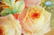 Set of 8 Royal Doulton Cabinet Plates with Roses - 8