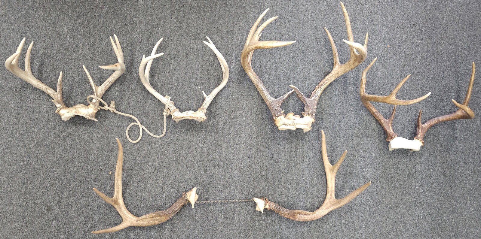 Whitetail Deer Antler Lot of 6 (1 of 3)