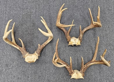 Trophy Deer Antler Lot of 3