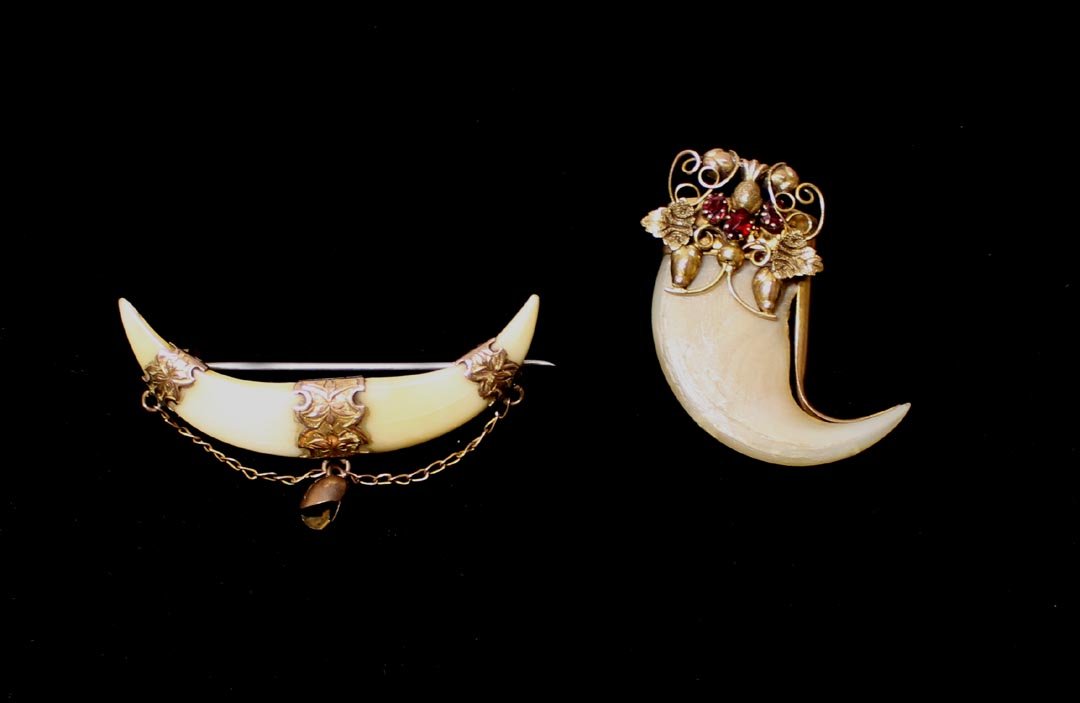 Victorian Tiger Claw And Tiger Teeth Jewelry: Two Victorian pieces of jewelry, one pin with two tiger's teeth in tested 14K yellow gold mounting with a bell bangle. 2" wide. One pendant with a tiger's claw set in an elaborate test 14K yellow gold