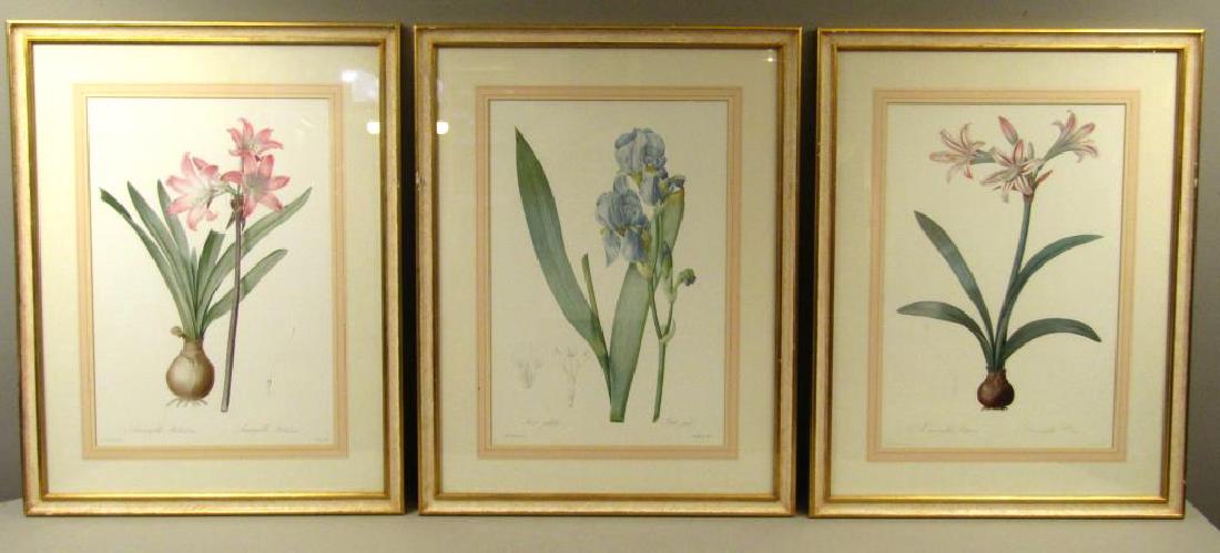 After Redoute - 3 Framed Floral Color Prints (1 of 9)