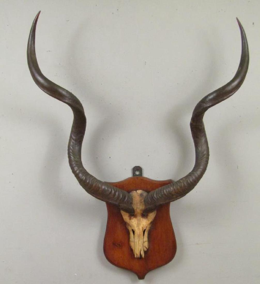 Mounted Impala Skull and Horns (1 of 5)