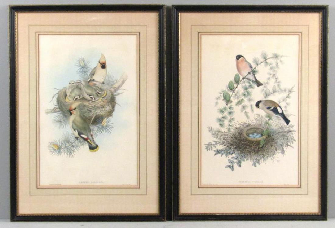 John Gould and H.C. Richter - Lithographs: Birds with nests. Ampelis Garrulus (Waxen Chatterer), Pyrrhula Vulgaris (Bullfinch). Hand Colored. Late 19th Century. 20" X 13" (28.5" X 20.")