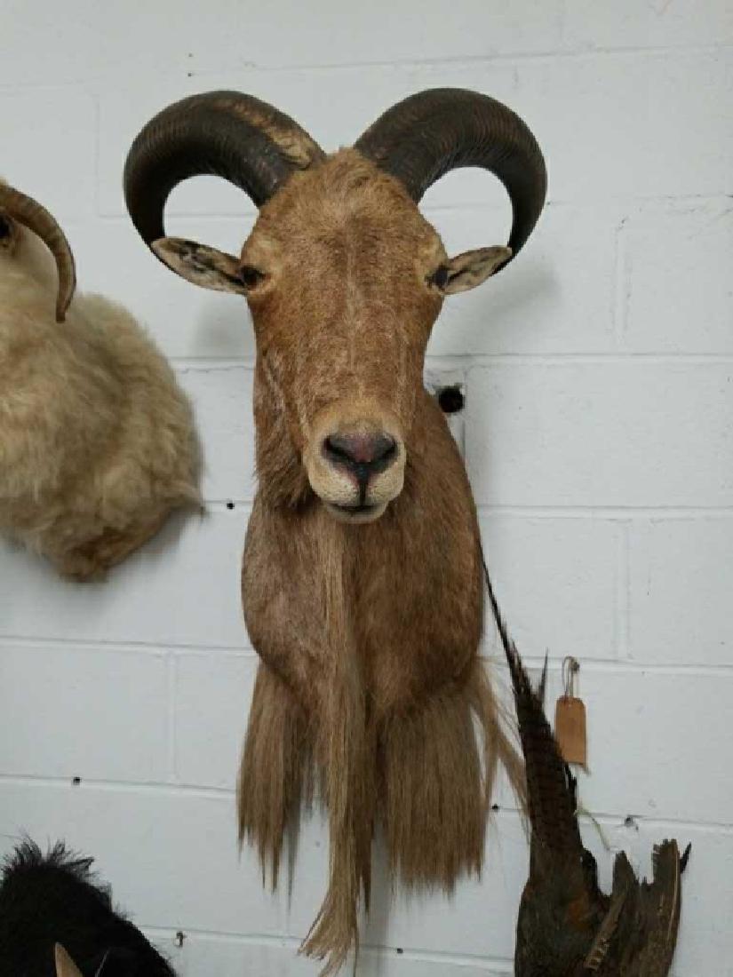 North African Aoudad Sheep Mount: Shoulder Mount