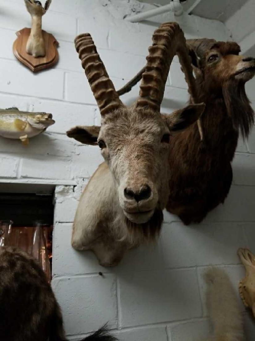 Alpine Ibex Taxidermy Shoulder Mount: Shoulder Mount