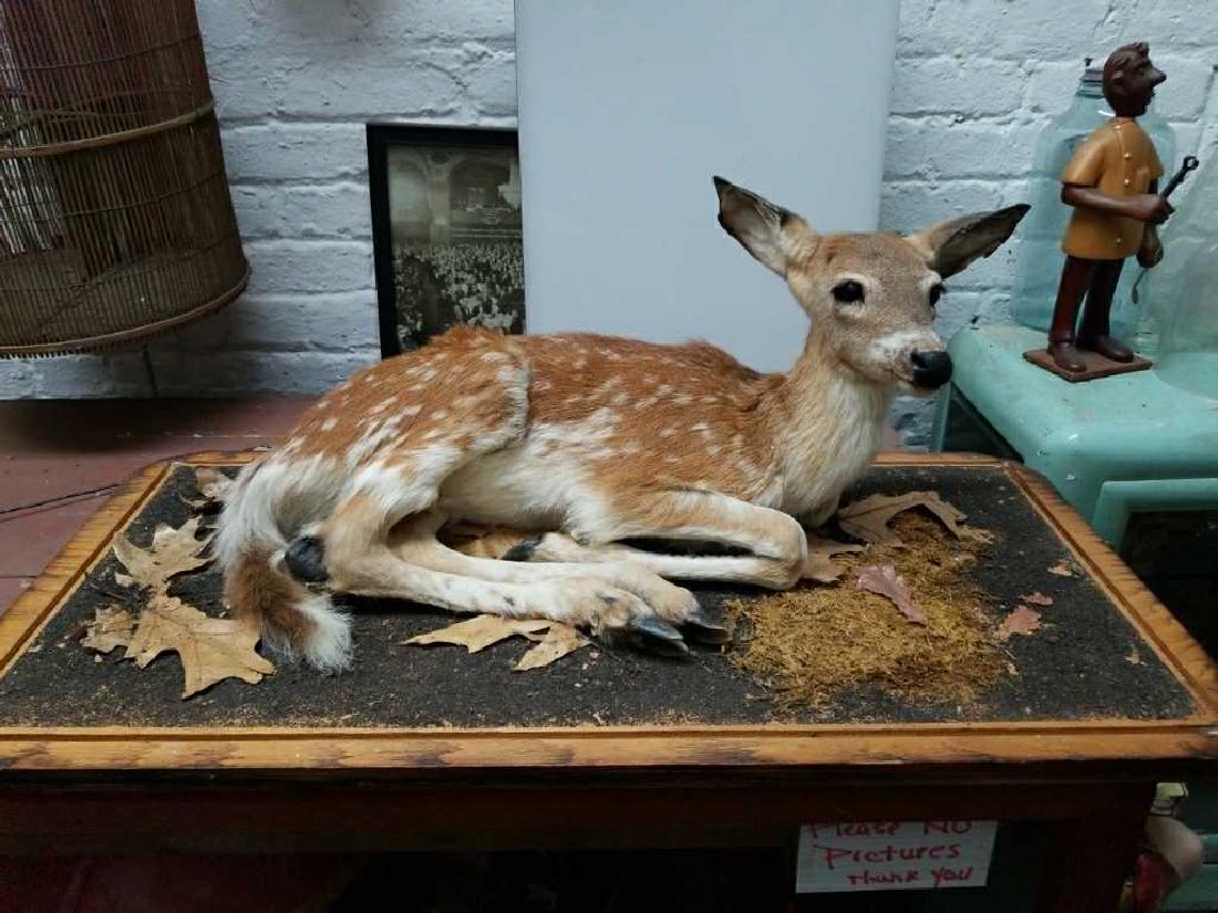 Fawn Life-Size Mount: Life-Size Mount