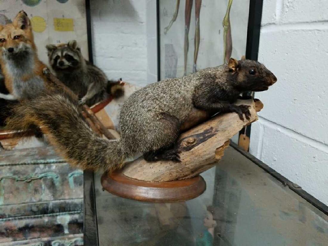 Squirrel Life-Size Mount: Life-Size Mount